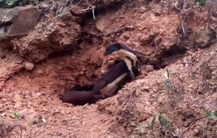 Medio Ambiente recaba datos para establecer si la comadreja amazónica habita en Bolivia