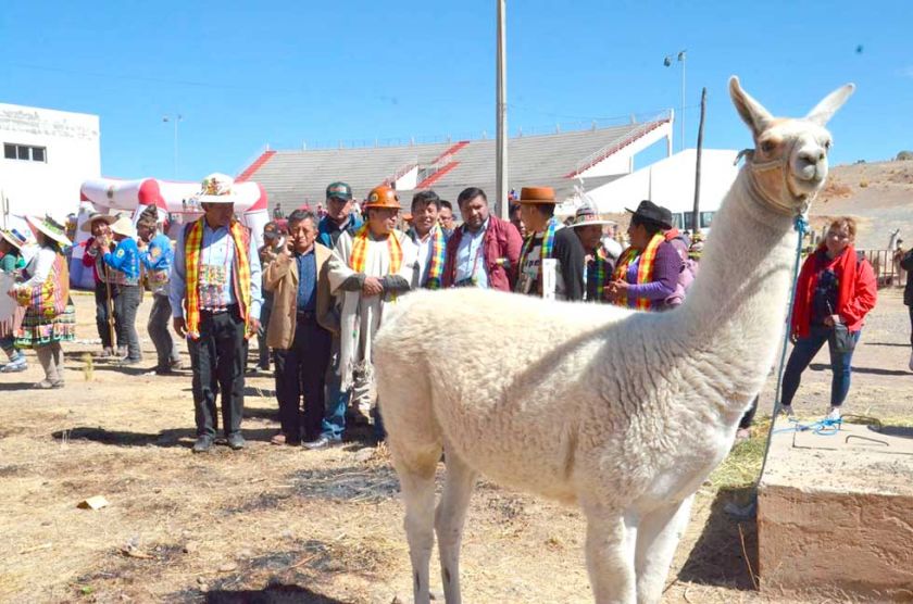 Potosí se halla entre las regiones con mayor cantidad de camélidos