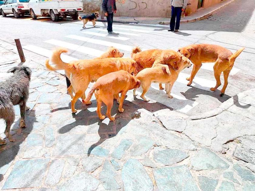 Reglamento de tenencia de animales está en fase final