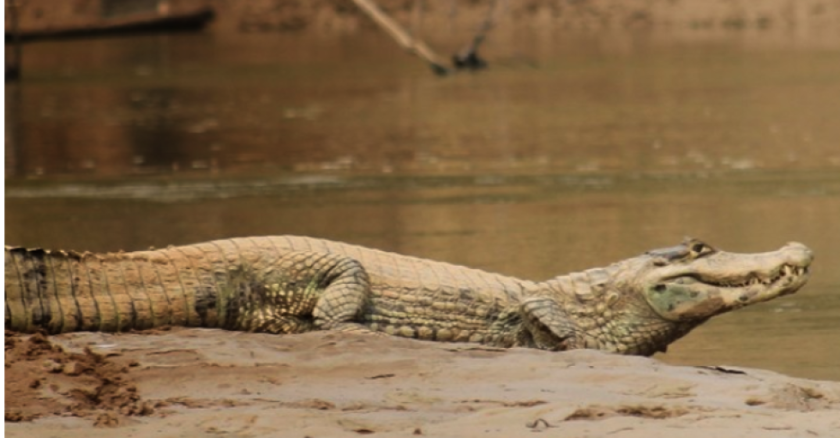 Lagartos atacan a un adulto mayor cuando pescaba en un río de Santa Cruz