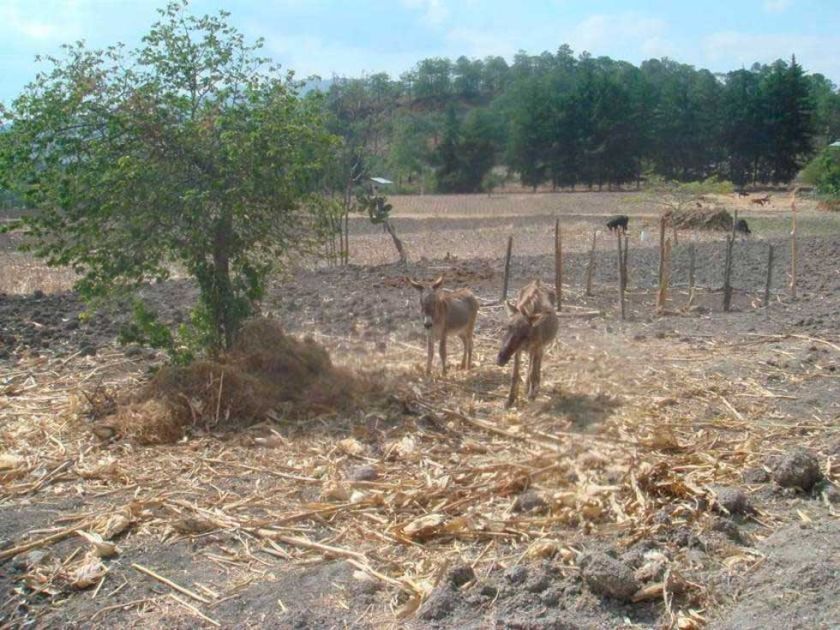 Prevén caída de producción agrícola debido por carencia de agua en cuatro regiones