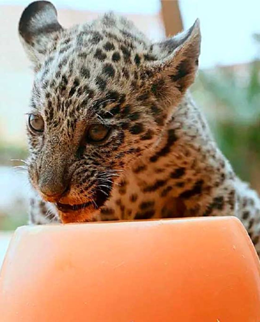 Recuperan a un cachorro  jaguar víctima de tráfico