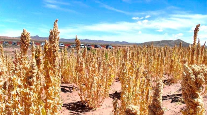 Productores de quinua son afectados por falta de diésel
