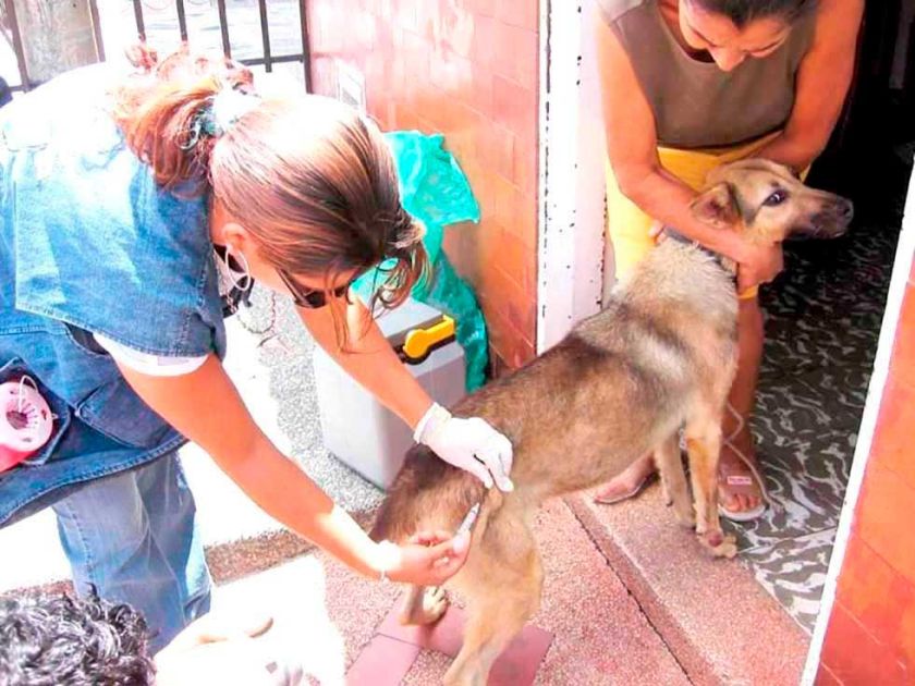 Proyectan ley de castración de canes vagabundos en Potosí