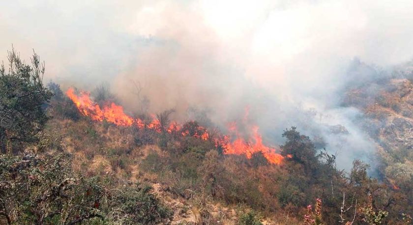 Reportan biocidio por incendio forestal en el parque Toro Toro