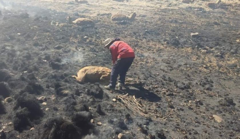 Devastación y Muerte: Incendio forestal arrasa con casi un centenar de animales en Pocoata