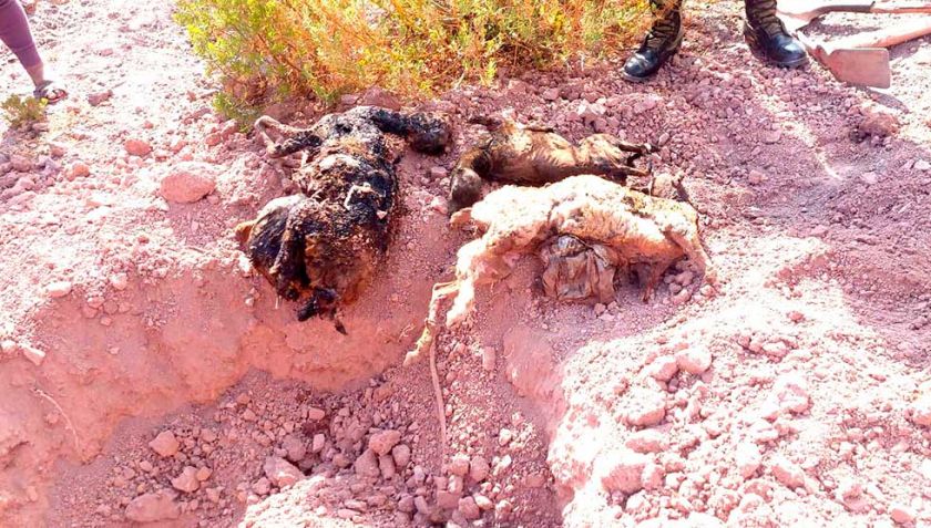 Incendio forestal arrasa con casi un centenar de animales en Pocoata