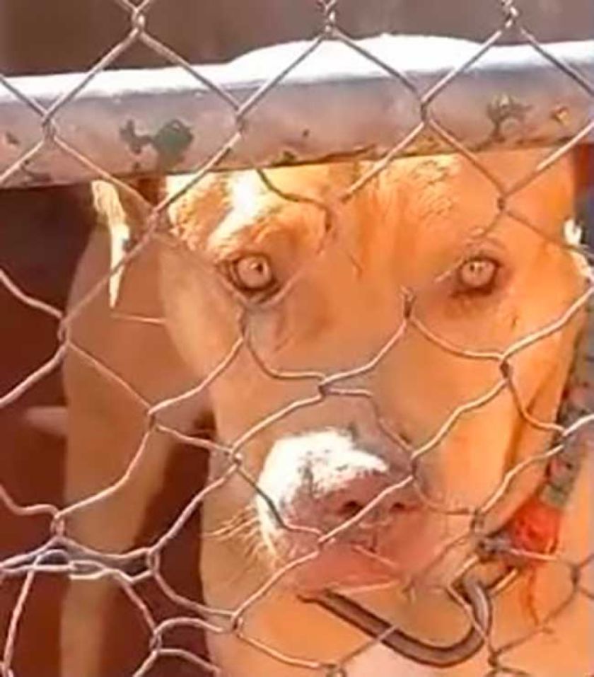 Zoonosis retiene a dos pitbulls que mataron a tres perros en Potosí