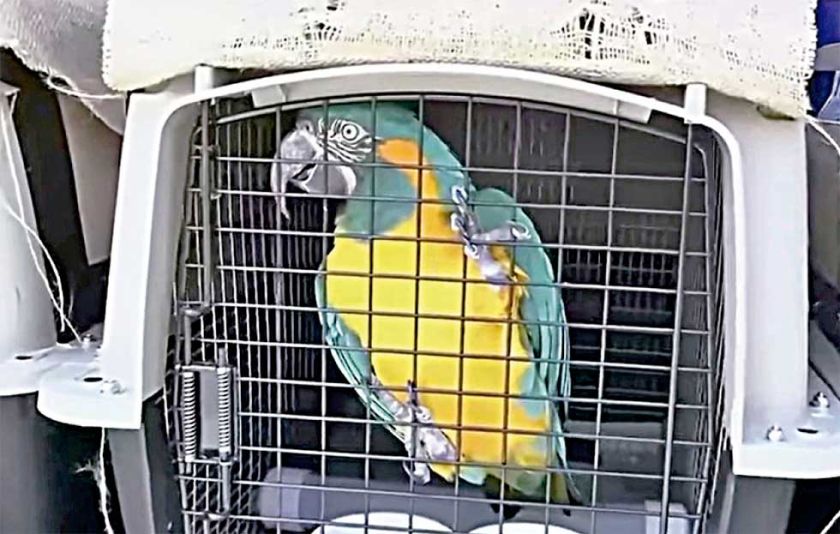 Repatrian 14 parabas Barba Azul a Bolivia