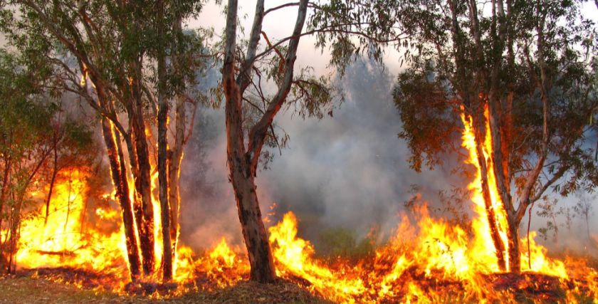 Gobierno de Bolivia declara situación de desastre por incendios