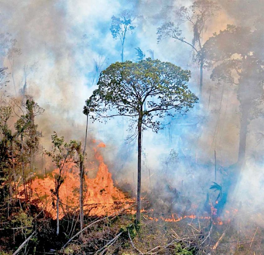 En 39 años, la Amazonía perdió 88 millones de has