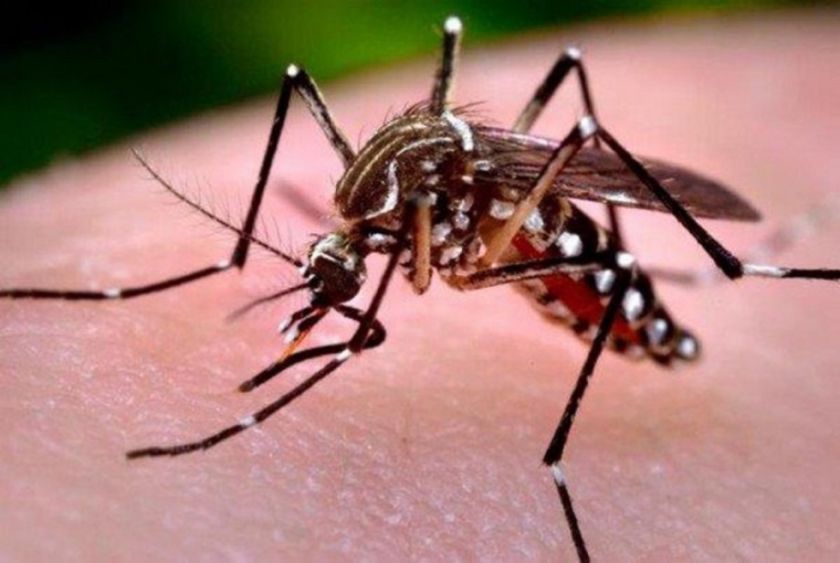 Capacitan en vigilancia entomológica del Aedes Aegypti en Toro Toro