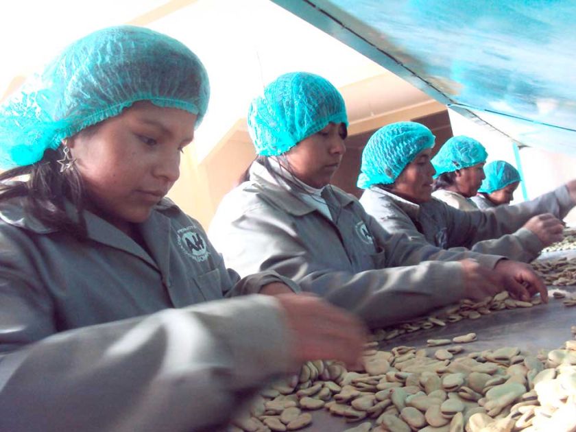 Los productores potosinos  exportan haba seca a España