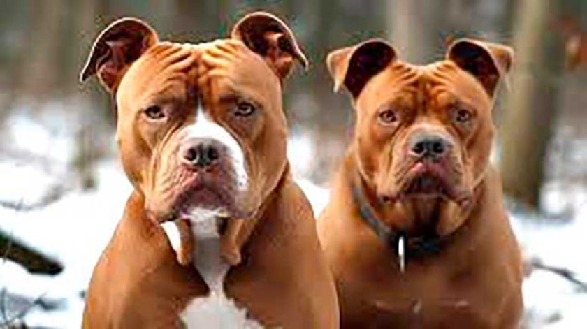Dos perros de la raza pitbull  fueron sacrificados en Potosí