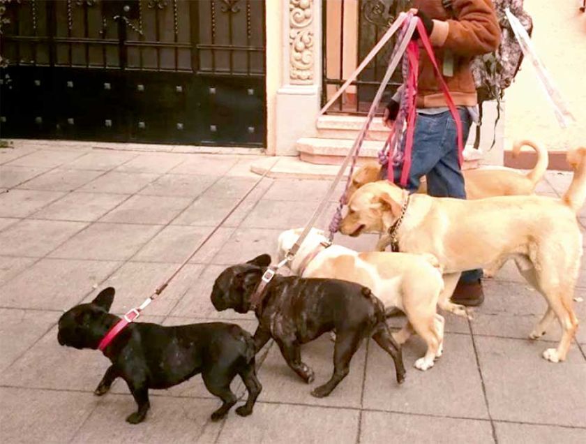 Sube la proliferación de perros en zonas periurbanas
