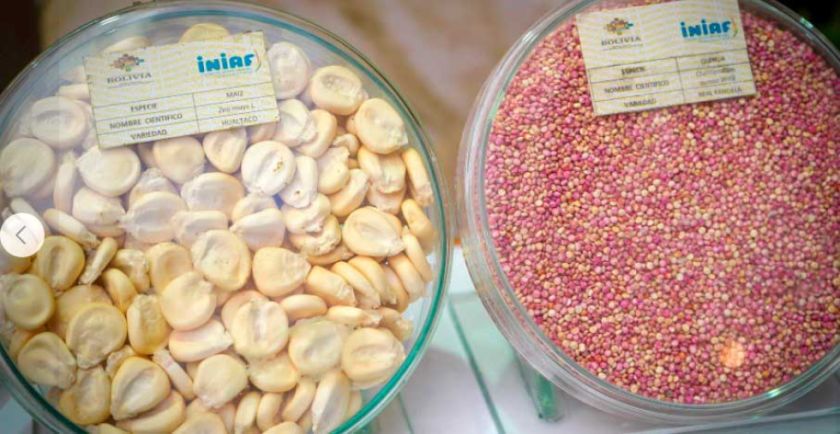 Triplican producción de semillas andinas en el Departamento 