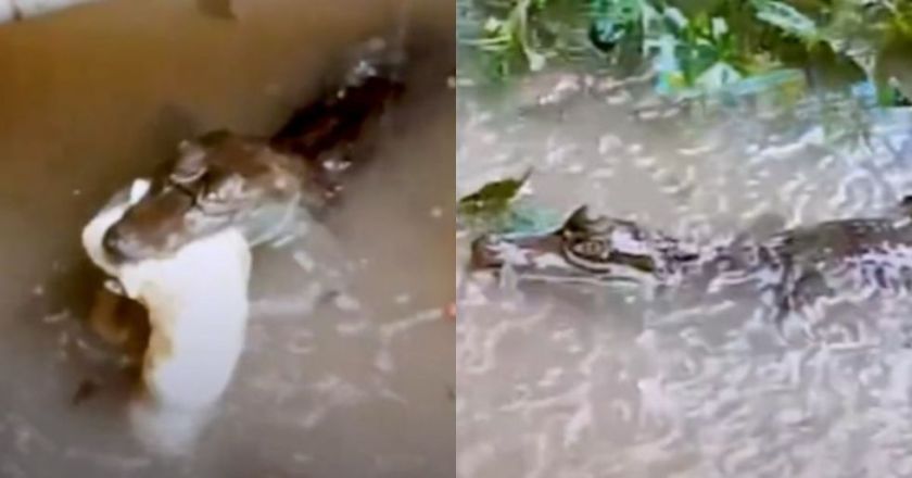 Lagartos aparecen dentro de viviendas en Pando, luego de una intensa lluvia