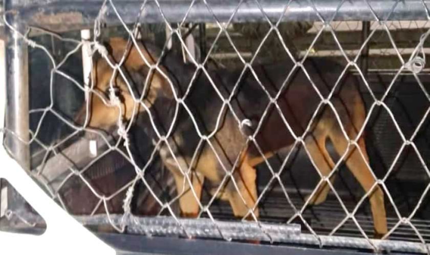 Perro callejero ataca a un niño  de dos años y  le deja heridas
