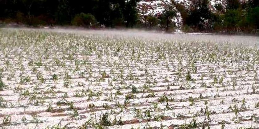 Los pobladores de Caltapi demandan apoyo por daño agrícola por granizo
