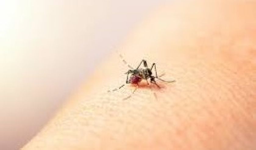Bolivia aplica por primera vez técnica para esterilizar a mosquitos transmisores de enfermedades