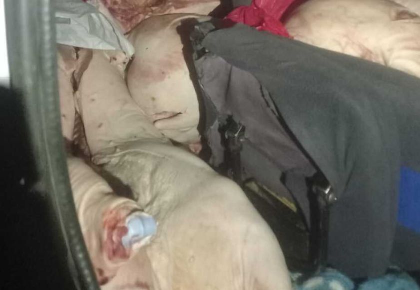 Decomisan carne porcina de contrabando valuada en más de Bs 30.000 en Guaqui