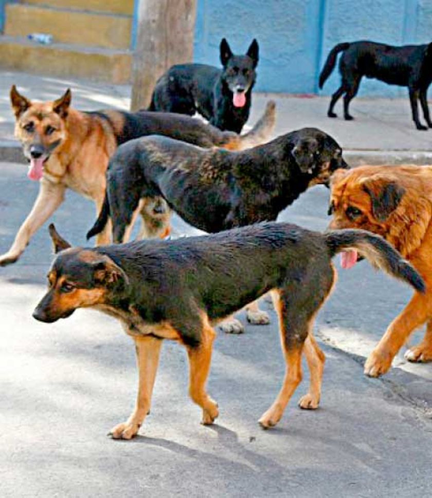 Reportan 70 casos de rabia canina en 6 departamentos