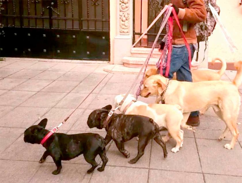 Potosí cierra la gestión con apenas tres casos positivos de rabia canina 