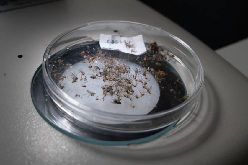 Uruguay esterilizará mosquitos como parte de su preparación para un aumento del dengue