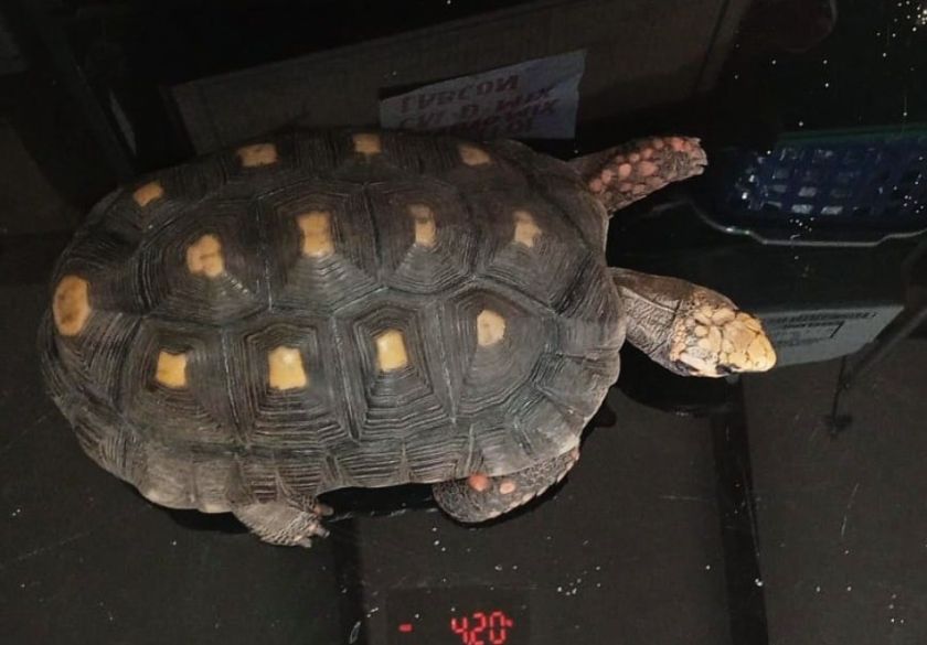 La Fiscalía investiga maltrato a una tortuga en Santa Cruz