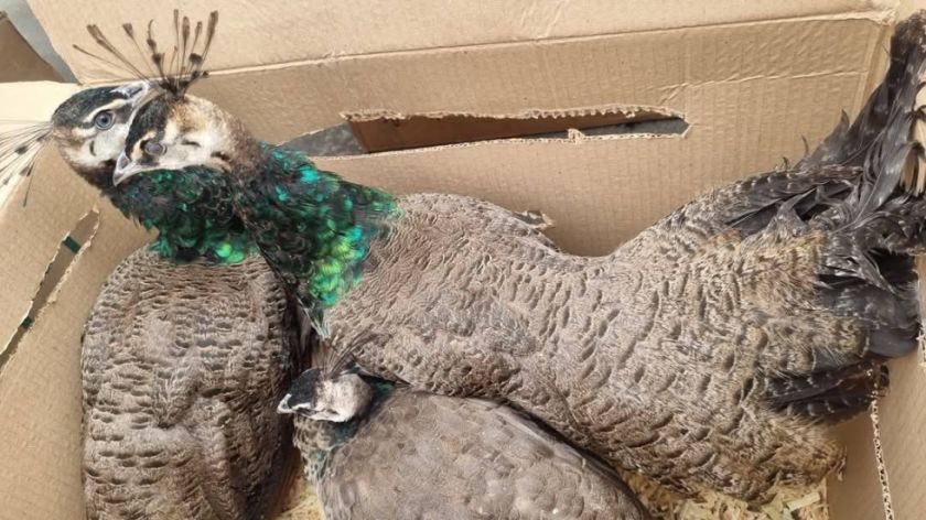 Aprehenden a peruano por tráfico de tres avestruces y tres pavos reales
