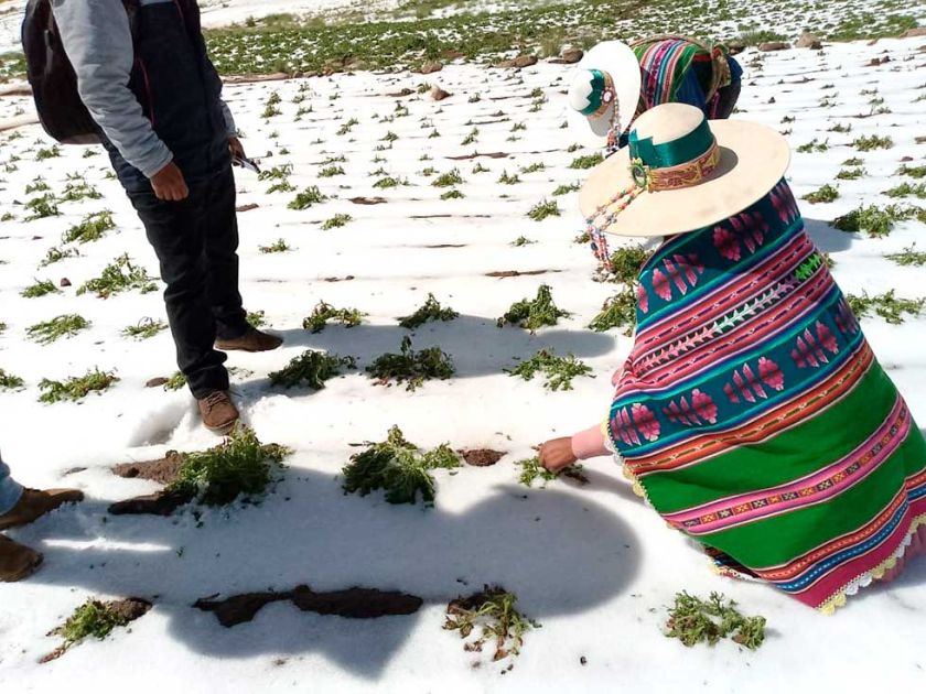 Reportan muerte de 270 cabezas de ganado por desastres naturales