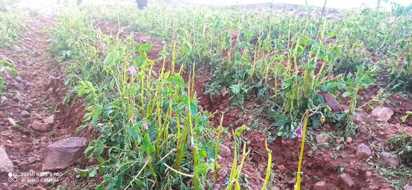 Producción agrícola de Mojinete está en riesgo por falta de agua