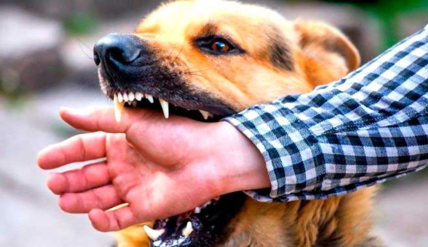 La capital potosina registro más de 20 mordeduras de canes 
