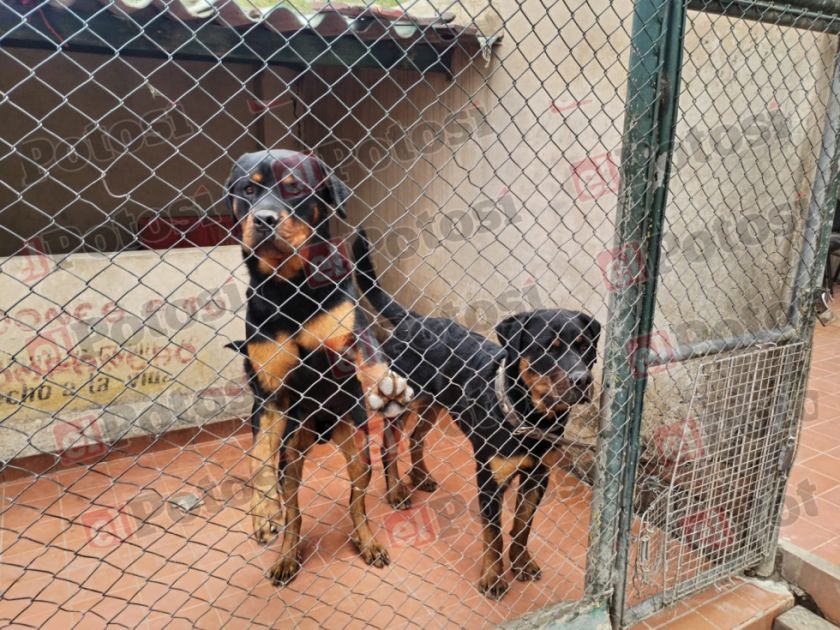 Ataque de rottweilers deja siete heridos, incluida una niña en estado grave