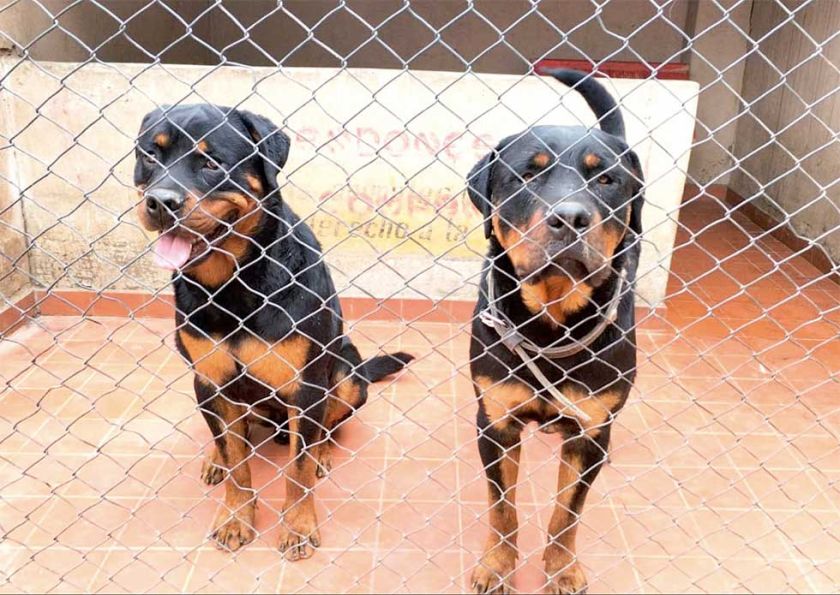 Niña atacada por los rottweilers recupera, can sería sacrificado