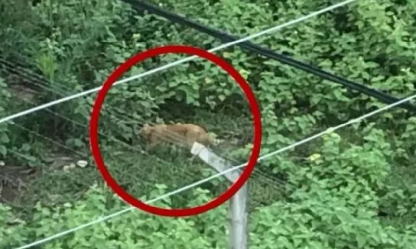 Avistan un puma en la ciudad de Santa Cruz; bomberos se movilizan ante el temor de vecinos