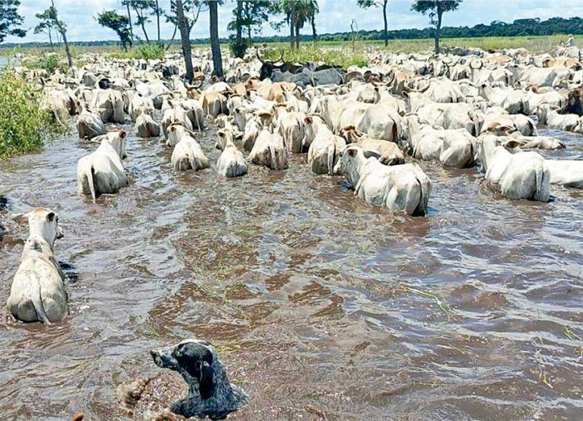 Lluvias: Reportan masiva muerte de ganado vacuno