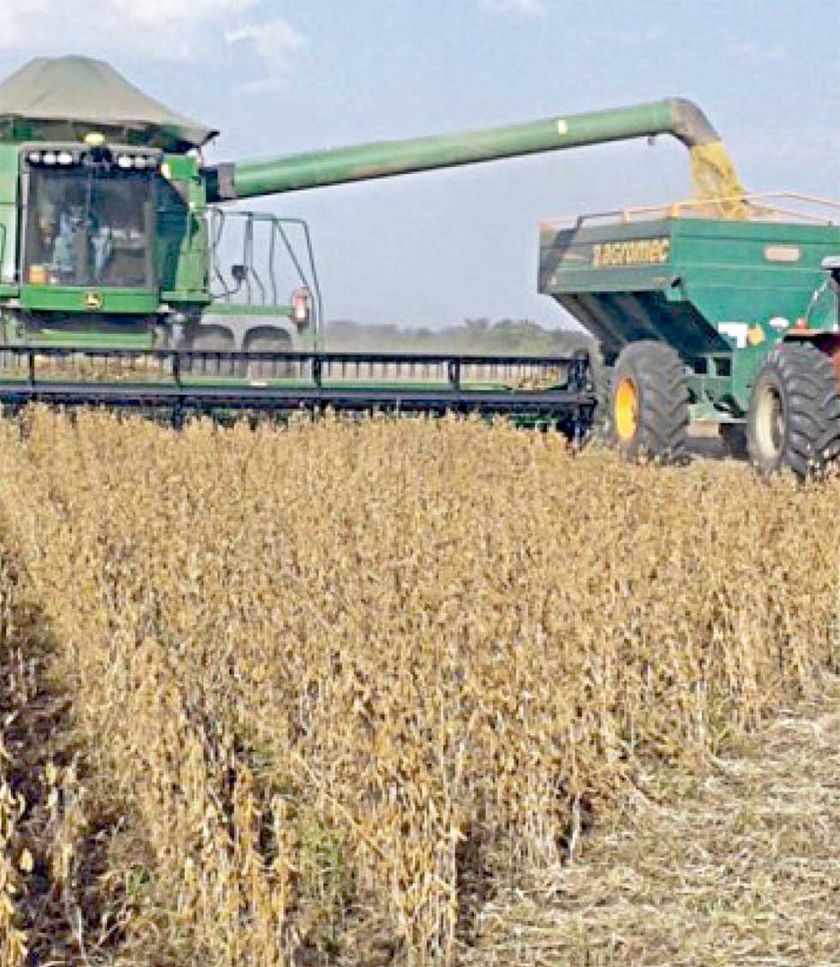 |Anapo: Abastecimiento  de soya está garantizado en el mercado nacional
