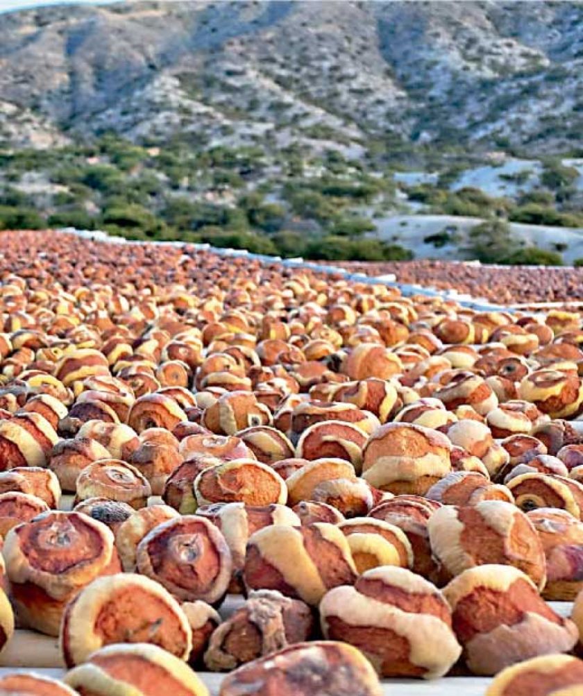En Culpina promueven producción de durazno