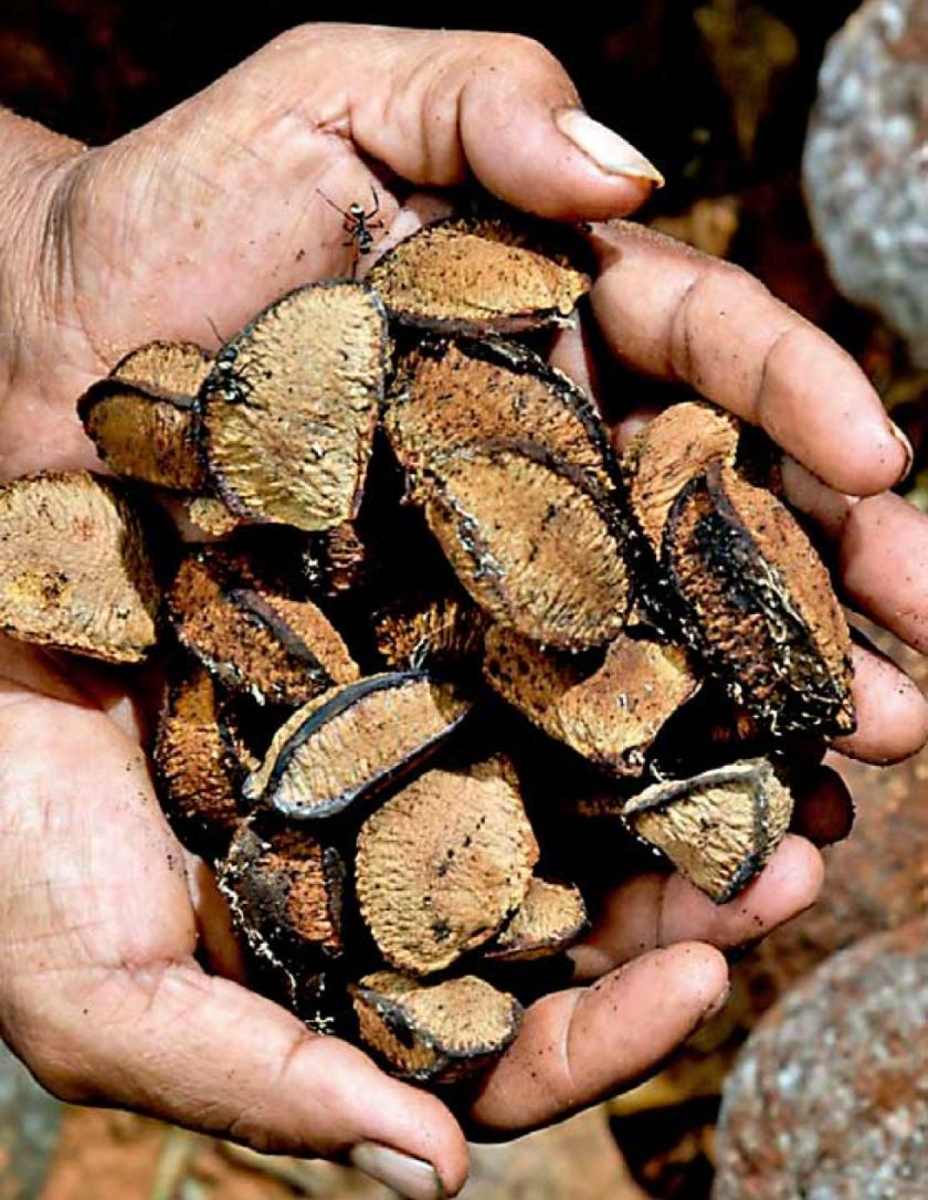 Precio de la almendra sube hasta en 200%
