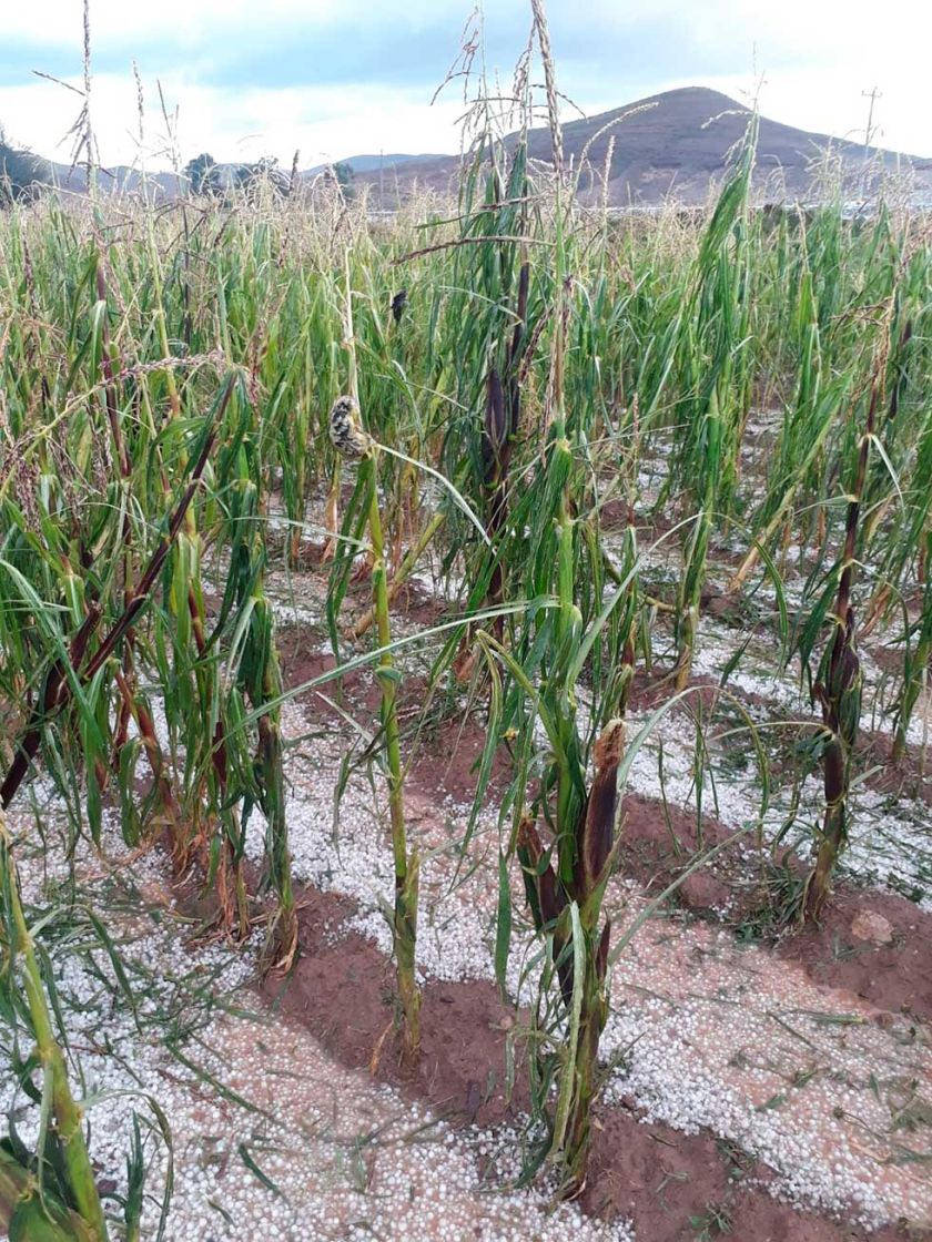 El Senamhi reporta presencia de heladas en la región del sudoeste