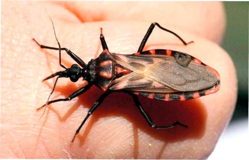 Reportan que hay zonas de riesgo de chagas en el Departamento