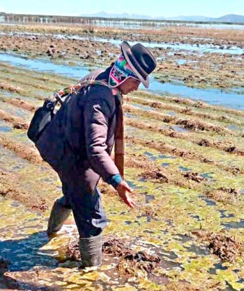 Gobierno descarta que haya escasez de alimentos