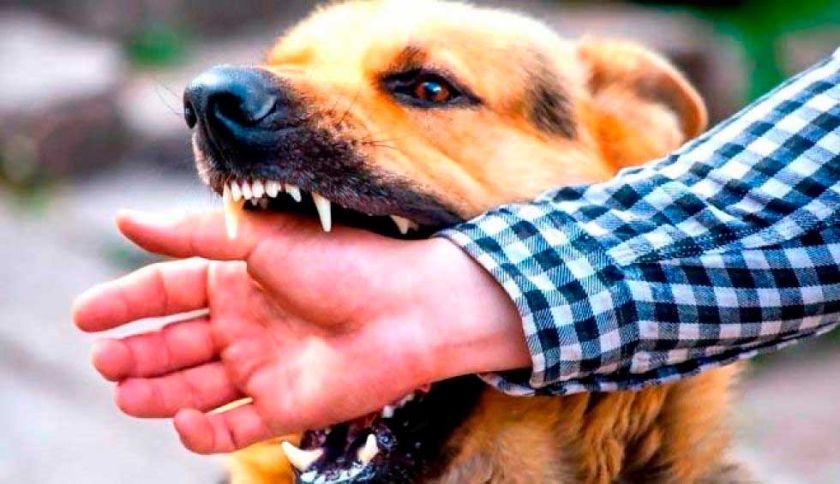 Reportan 754 casos de mordeduras de perros en todo el Departamento