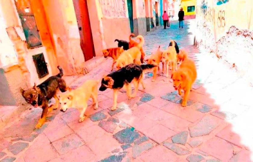 Crece la activación de la rabia por aumento de mordeduras de perros