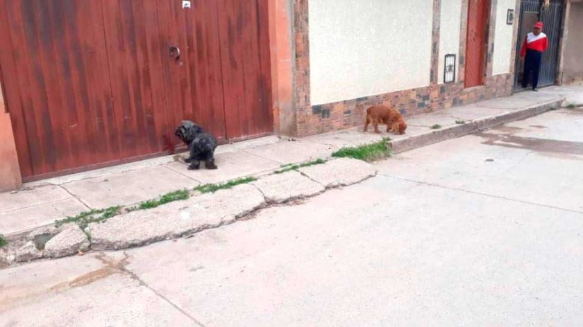 Más del 60% de canes son dejados en la calle