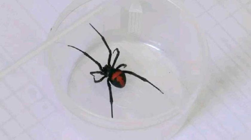 Reportan la presencia de la araña viuda negra en regiones de Potosí