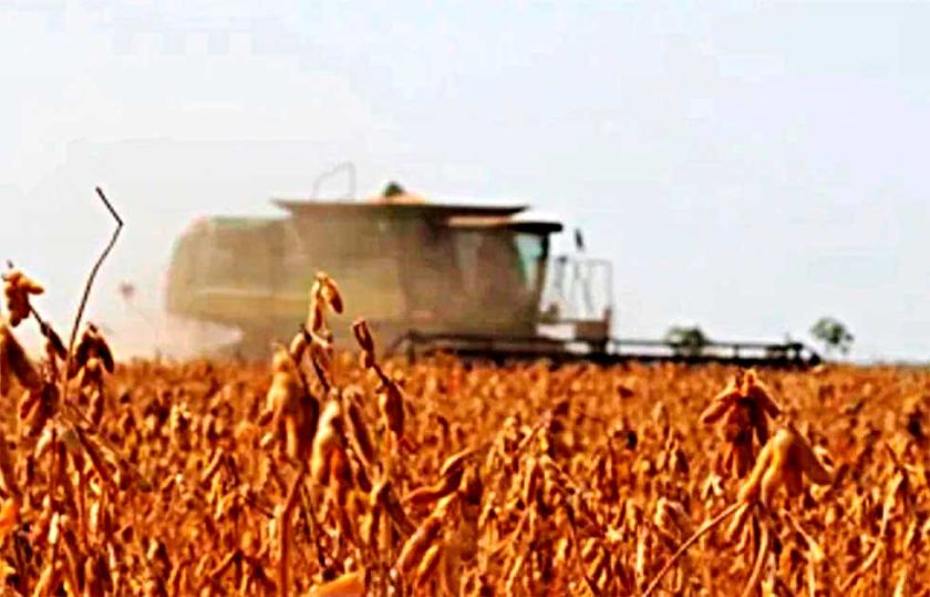 Producción de soya está en riesgo, alerta Anapo