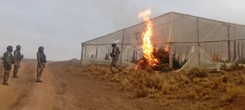 “México Chico está intacto”: Carlos Valverde revela que narcos entregaron marihuana y viveros al Gobierno