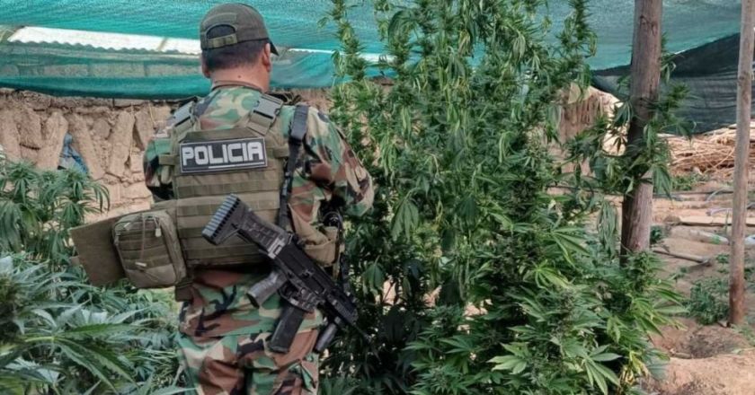 Llallagua: Cultivos de marihuana usaban sistemas de riego estatal impulsados por Evo Morales